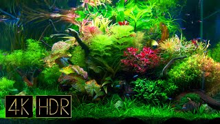 Fantastic Aquatic Plant Layout Tank • Fixed 3hours 4K HDR 60fps • Water sound [upl. by Huxley]