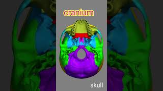 Cranium Bone8Skull anatomy biology shortvideo trending bones [upl. by Nrublim]