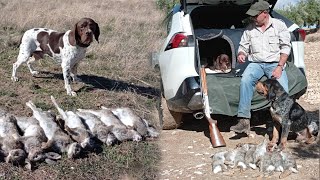 TOP  LANCES al CONEJOchasse chien darrêt CAZANDO en EQUIPO PACHON NAVARRO [upl. by Annaicul]