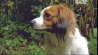 KOOIKERHONDJE  ABC CANINO  101 DOGS  ESPAÑOL [upl. by Arriaet]