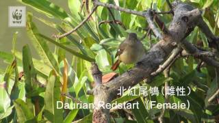 米埔的生物多樣性 Biodiversity in Mai Po [upl. by Stratton574]