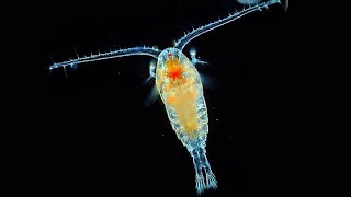 Facts Copepods [upl. by Belden564]