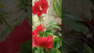 Lata didi ki song 🌹🌷🌹🌷 Mukta vlog 🏡 [upl. by Nosylla]