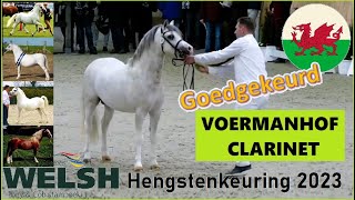 Welsh Mountain Stallion VOERMANHOF CLARINET 2020 s Sarum Raphael d Voermanhof Sweet Melody CHK [upl. by Chiles]