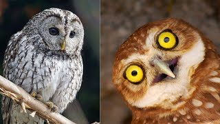 Cute owl sounds  Owl videos real [upl. by Gemina]