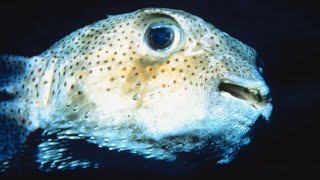 This Pufferfish has the BEST Smile in the Sea  Oceana [upl. by Yekim270]