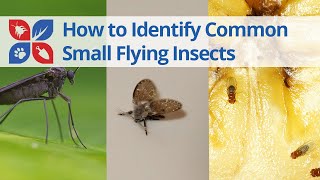 Common Small Flying Insects Identification  DoMyOwncom [upl. by Atkins935]