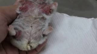 A 15yearold hamster has red inflamed itchy elbows for 2 months Pt 1 [upl. by Hallie]