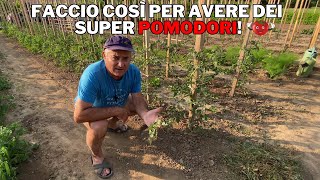 POMODORI come quotCURARLIquot ed EVITARE la formazione di ERBA [upl. by Clarisa]