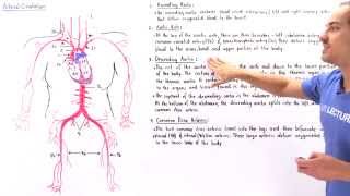 Arteries of Circulation System [upl. by Fantasia]