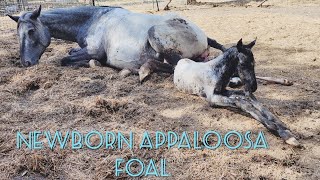 Newborn Gaited Appaloosa horse foal ☆ [upl. by Pisano710]