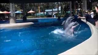 Dolphins jumping ages 6 months and older at Dolphin Nursery SeaWorld Orlando [upl. by Ztirf]