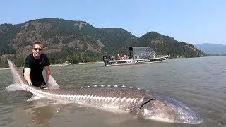 TOP 3 BIGGEST STURGEON CAUGHT ON CAMERA compilation [upl. by Reeva]