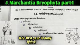 Marchantia Bryophyte part1  Morphology and Anatomy of Marchantia thallus  BSc 1st year Botany [upl. by Toinette844]