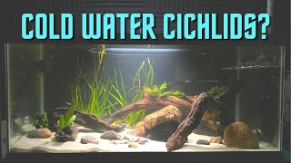 Unique Idea for a 40 Gallon Aquarium  Cold Water Cichlid Tank [upl. by Kerek]