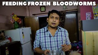 How to Feed Frozen Blood Worms  Beginners Guide To Frozen Fish Food 🐟🐟 [upl. by Couq300]