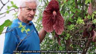 Meet Aristolochia Grandiflora presented by William Texier [upl. by Lyrahs]