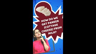 How do we get paneer from milk  Curdling of milk  LearnoHub Science Shots shorts YTshorts [upl. by Ythomit]