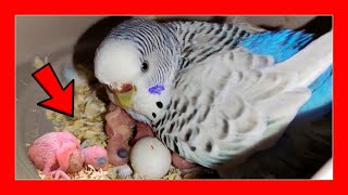 CRIAS DE PERIQUITOS DIA a DIA 🦜 REPRODUCCION DE PERIQUITOS AUSTRALIANOS [upl. by Lael851]