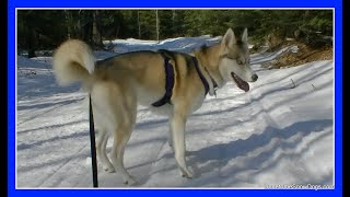 SKIJORING AND DOG SLEDDING WITH HUSKIES SHILOH AND SHELBY [upl. by Heman717]