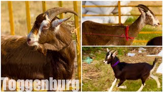 Toggenburg Goats at Memon Goat Farm Vasai [upl. by Dlorad]