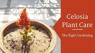 Celosia Plant Care Hindi  How To Grow amp Care Celosia Plant in Pots  Celosia Flower [upl. by Lacee368]