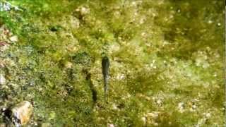 Desert Pupfish Cyprinodon macularius The Living Desert [upl. by Marti28]