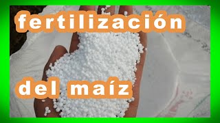 PUDIMOS FERTILIZAR AUN CON LOS PRECIOS ALTOS DEL FERTILIZANTE  CULTIVO DE MAIZ CRIOLLO [upl. by Rajewski217]