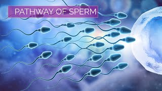 Pathway of Sperm  Male Reproductive System [upl. by Dlanigger]