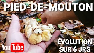 Évolution Pieddemouton sur 6 jours  bonus cèpes 291020 [upl. by Emalia493]