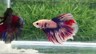 Rosetail Betta Fish [upl. by Leissam462]