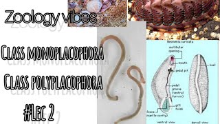 phylum mollusca class monoplacophora class Polyplacophora lec 2 bsc 1st yr [upl. by Angelia141]