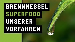 Brennnessel  Superfood unserer Vorfahren [upl. by Iarahs]