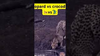 Leopard vs Crocodile crocodilian leopard crocodile wildlife africanleopard animals news [upl. by Odranreb322]