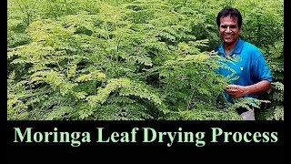 Moringa Leaf Drying Process For Commercial Purpose Explain Dr Shehzad in English [upl. by Roley627]