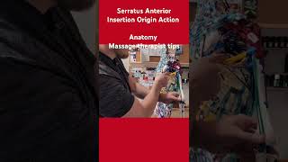 Serratus Anterior muscle origin insertion action Anatomy MassageTherapy serratusanteriorquot [upl. by Ellehcrad383]