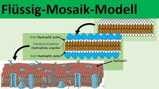 Flüssig Mosaik Modell Modellvorstellungen zur Biomembran  Biologie Oberstufe [upl. by Letreece674]