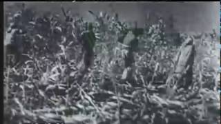 Ploughing And Harvesting India 1930s  Film 97457 [upl. by Sylram]