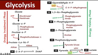 Glycolysis  Carbohydrate Metabolism  Biochemistry [upl. by Doowron]