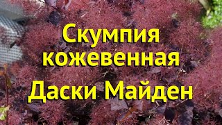 Скумпия кожевенная Даски Майден Краткий обзор описание cotinus coggygria Dusky Maiden [upl. by Keven]