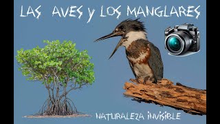 Las Aves y los Manglares de Puerto Rico [upl. by Etnohs]