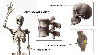 All types of joints in our body Joints and its types 3d animation [upl. by Idelia]