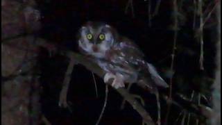 Boreal owl Aegolius funereus [upl. by Duer706]