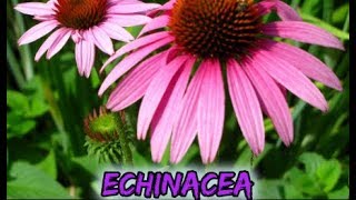 Echinacea Does So Much More Than Help with Colds Powerful Health Benefits of Echinacea Potent Herb [upl. by Reta371]