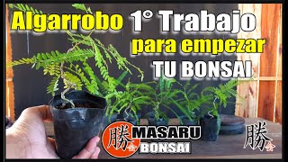 ⚠COMO EMPEZAR UN BONSAI⚠ DESDE CERO ✔ALAMBRADO✔ [upl. by Ahsiekam]