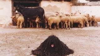 Kilenc Magyar Kutyafajta komondor kuvasz puli pumi mudi vizsla agár erdélyi kopó [upl. by Ydnis]