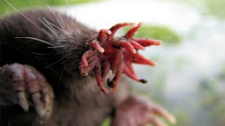 Top Amazing Facts About StarNosed Mole  The world’s fastest eater  Curious Creatures [upl. by Davenport]