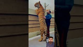 Hamarey Saath Jab Bazi tiger miansab lion animals youtubeshorts youtube viralvideo [upl. by Jerrold]