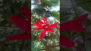 Passion Flower garden flower shortsfeed nature flowergarden satisfy yt gardening ytshorts [upl. by Lemmie]