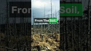 Unveiling the Silent Threat Acid Rains Impact on Soil and Ecosystems mp4 [upl. by Eralc665]